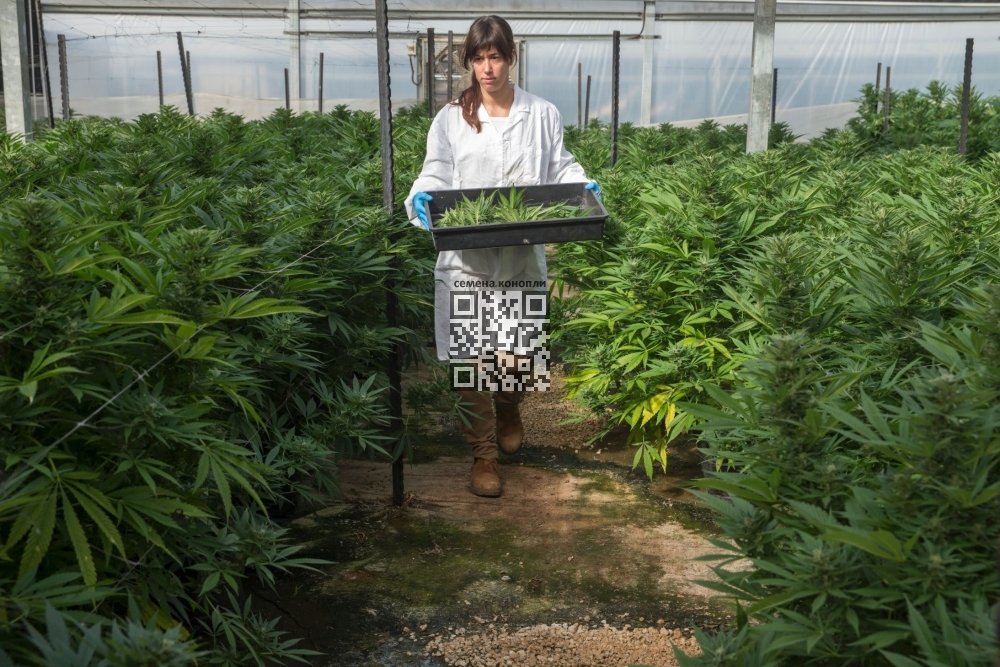 israel-cannabis-farm.jpg