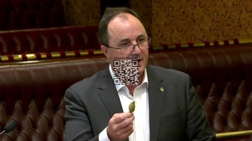 jeremy-buckingham-show-marijuana.jpg