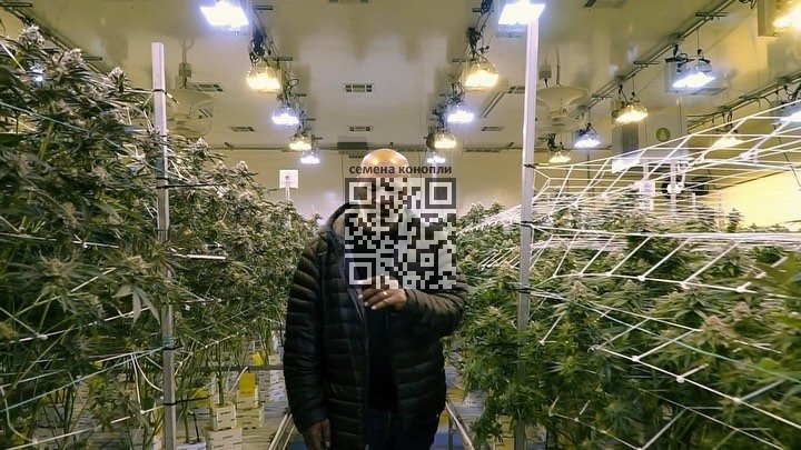mike-tyson-cannabis-farm.jpg