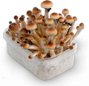 mushroom-mycelium-box-L-1995295645.png.a135ee727730e7d1d40e874f64504393.png