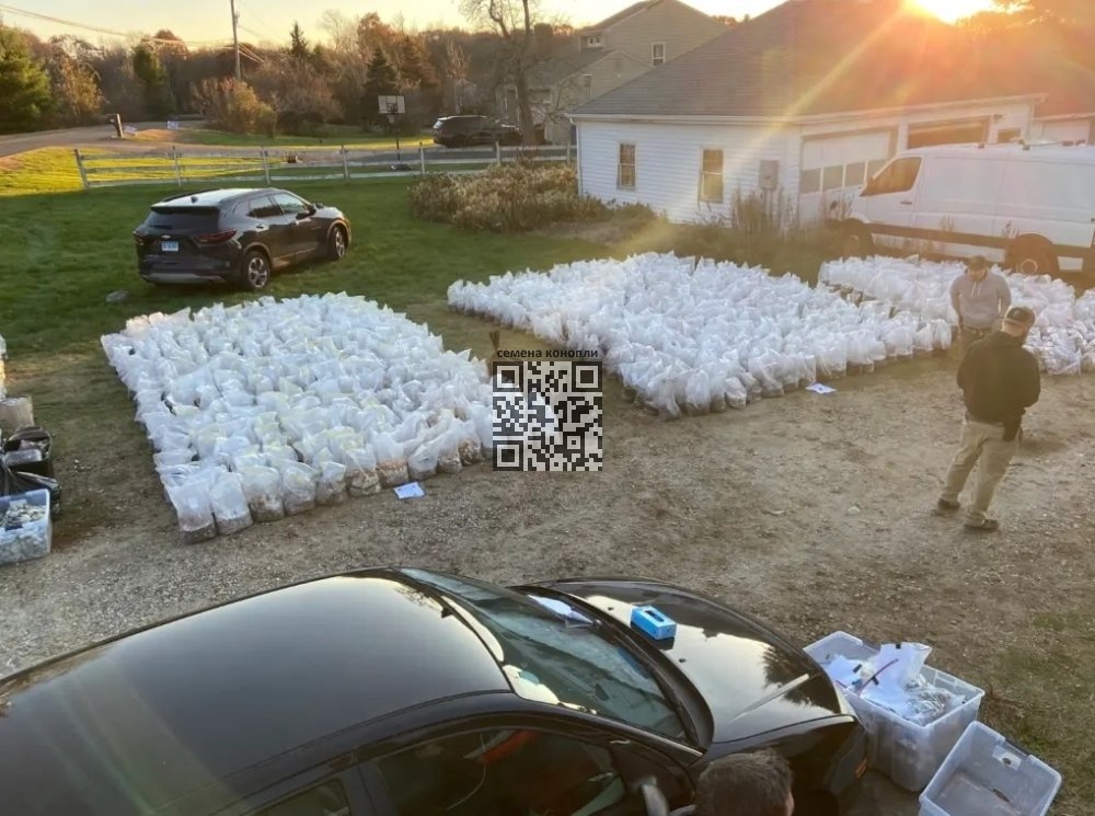 mushrooms-seized.jpg
