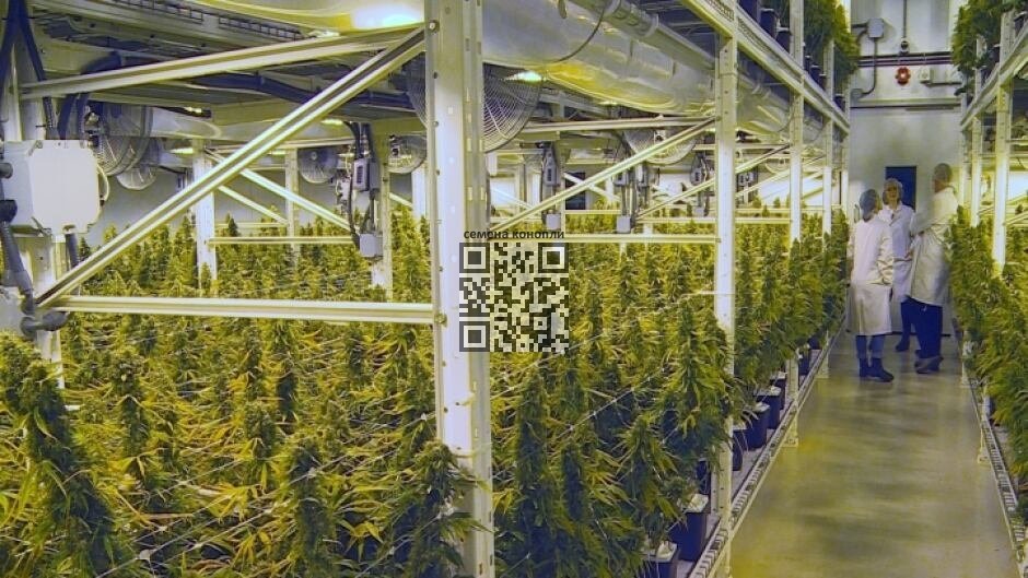 organigram-cannabis-farm.jpg