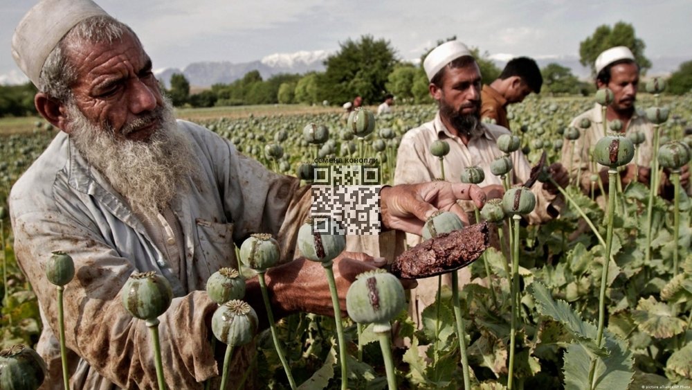 poppy-grow-afghanistan.jpg