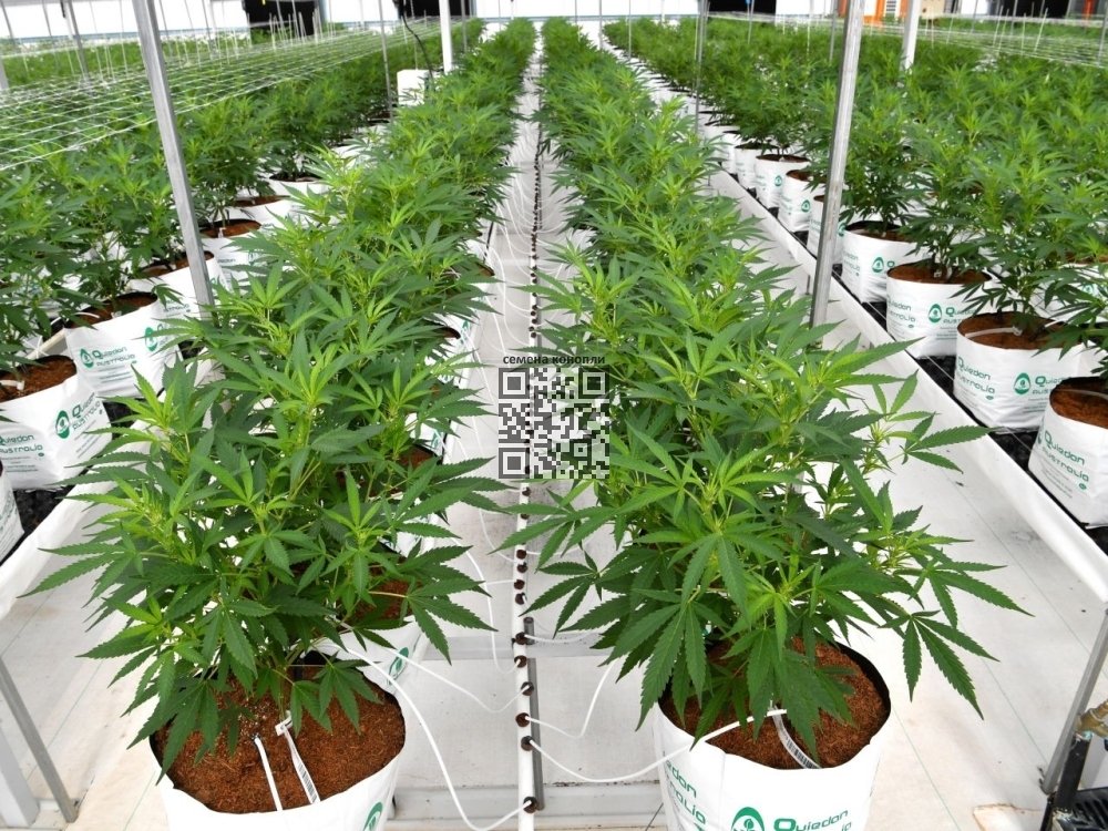 portugal-cannabis-farm.jpg