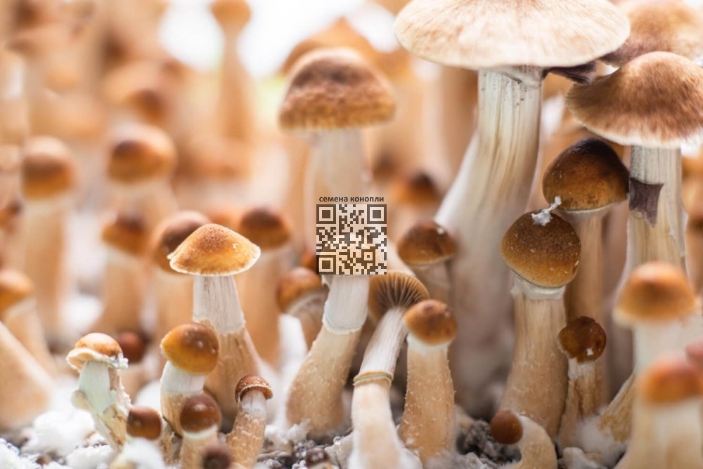 psilocybin-mushrooms-growing.jpg