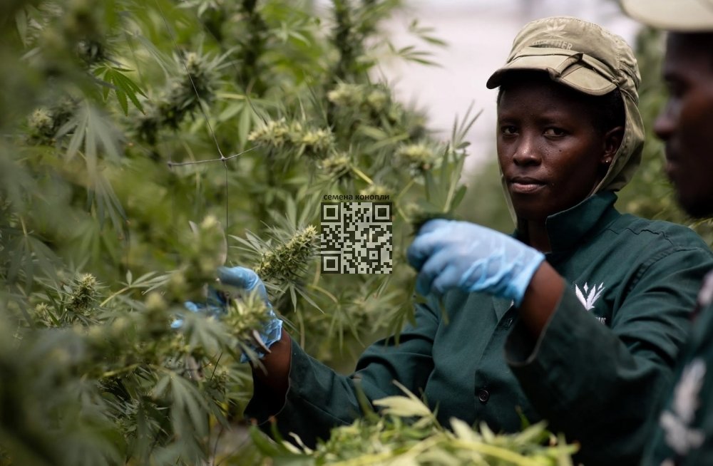 sa-medcan-grow.jpg