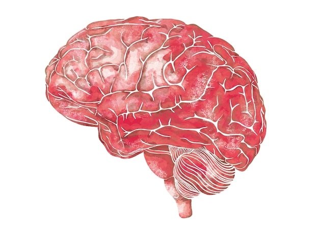 structure-of-the-human-brain-side-lateral-view-medical-watercolor-anatomy-illustration_139525-123.jpg.cb1d39ad6142e82602d57b18d41a4bb4.jpg