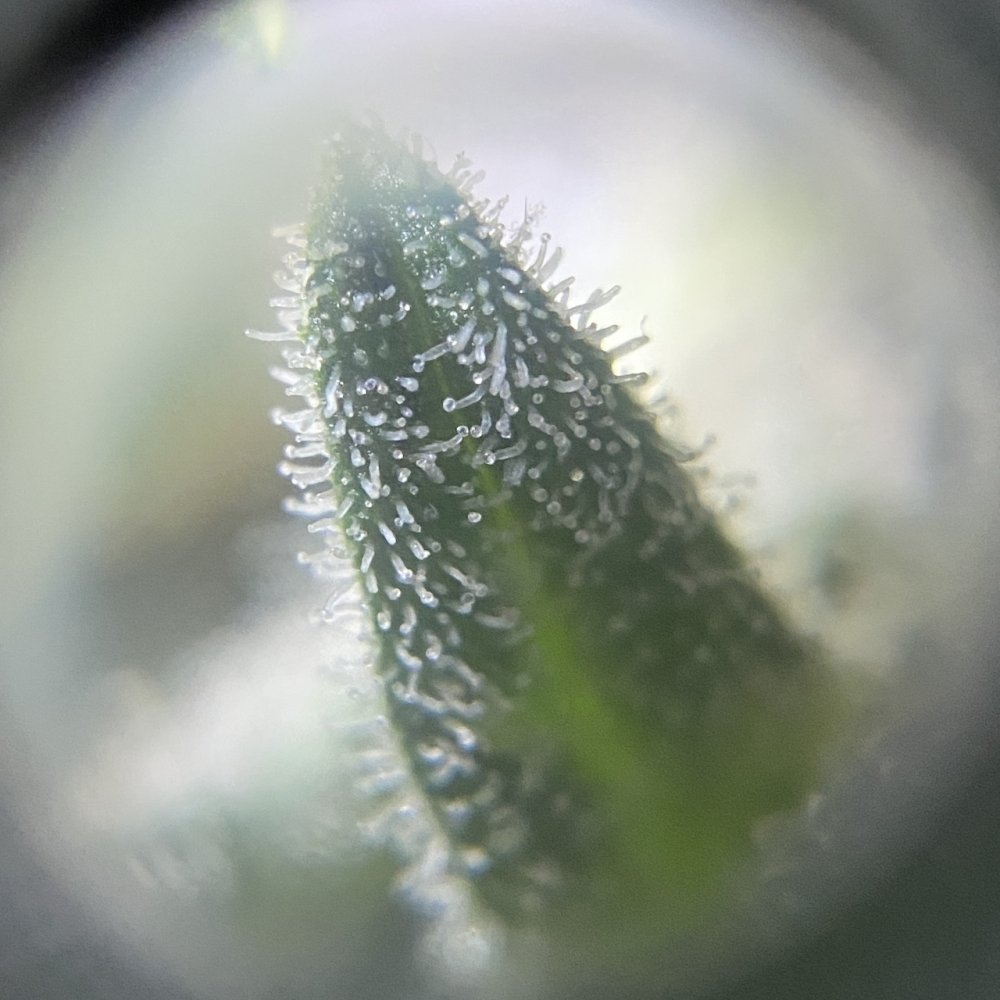 y96.thumb.jpg.3df49d990280e127537c6e634d6eac96.jpg