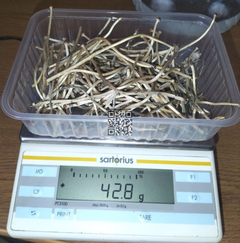 30.11_.thumb.jpg.1723b485b2e9f8493f29ab1ae97036d9.jpg