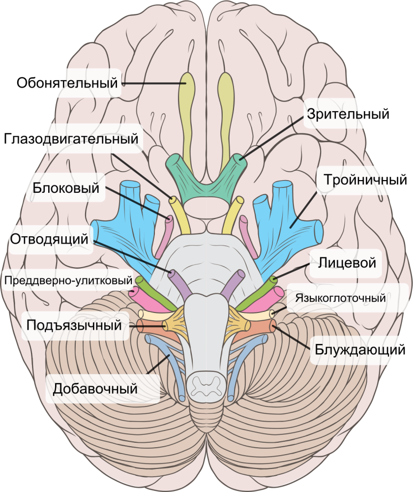 Brain_human_normal_inferior_view_with_labels_ru.svg-1.thumb.png.8cb559bbb1398b07cc2bb603b85ef2ff.png