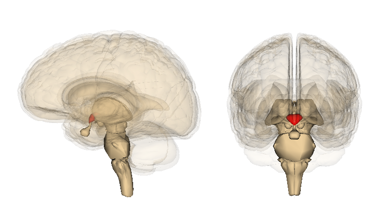 Hypothalamus_image.png.e6ab079343198dabad8ee21c00977b57.png