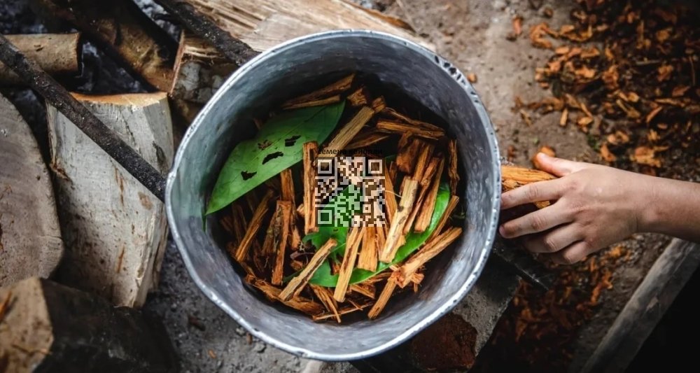 ayahuasca-cook.jpg