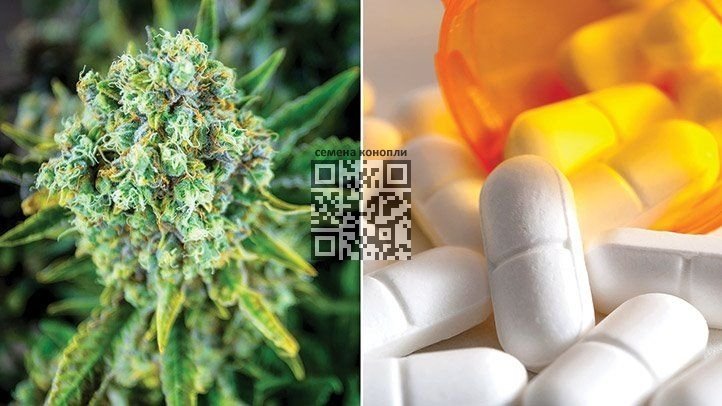 cannabis-against-opioids.jpg
