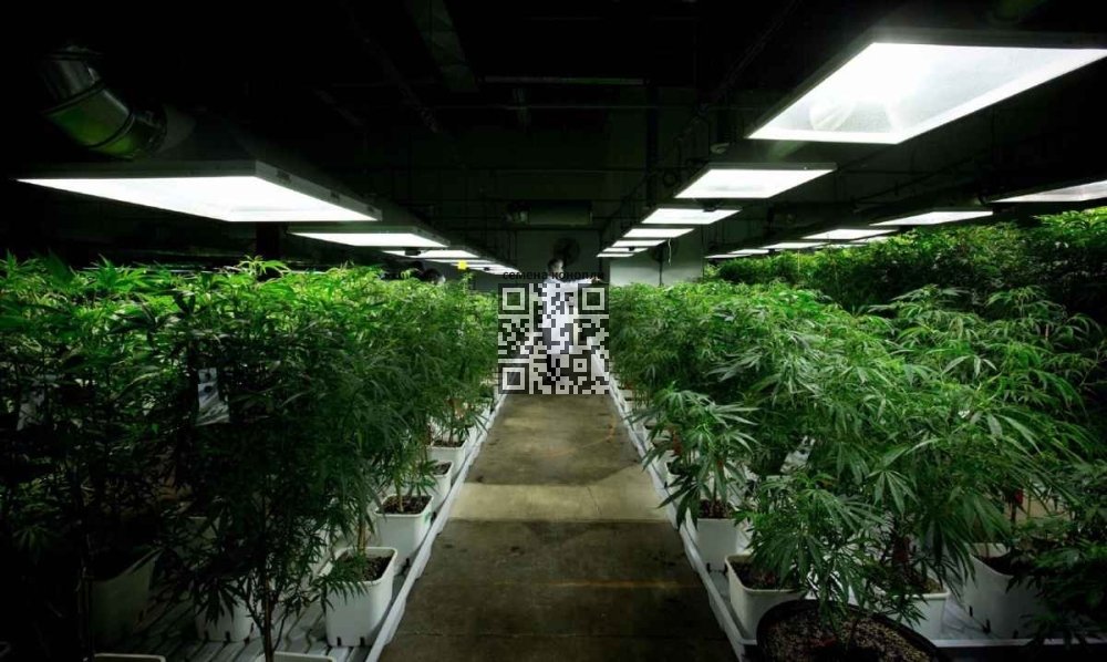 cannabis-grow-netherlands.jpg