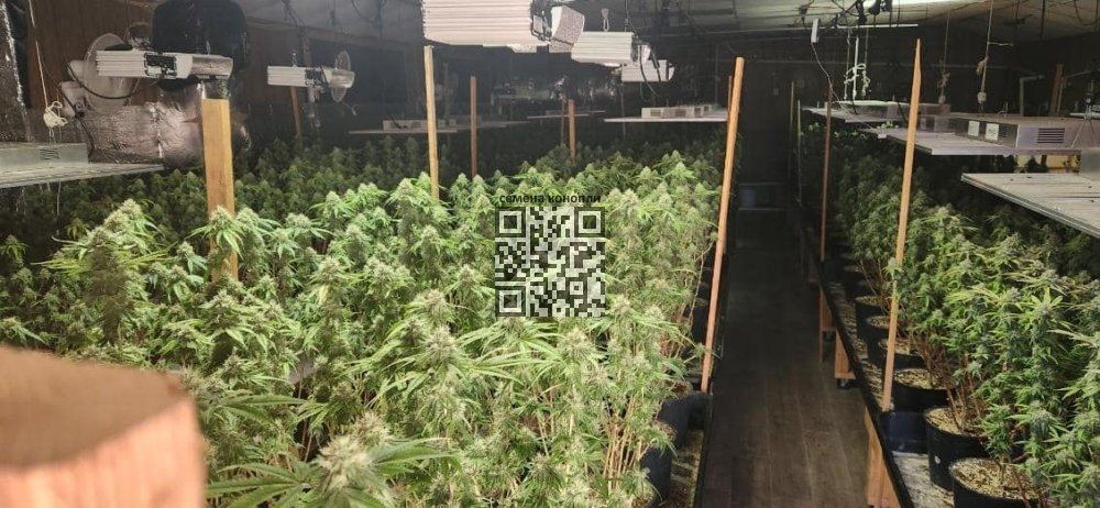 cannabis-growing-in-church.jpg