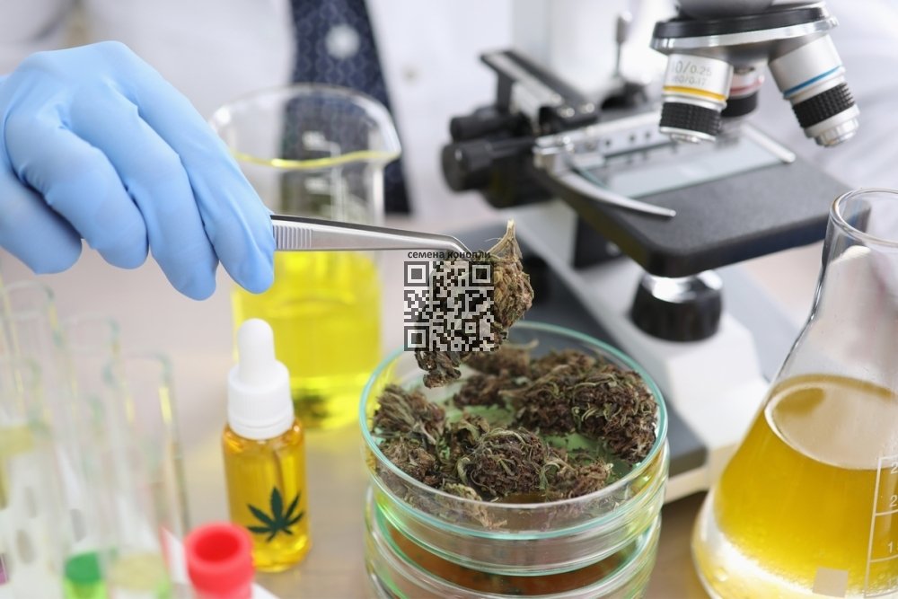 cannabis-lab.jpg