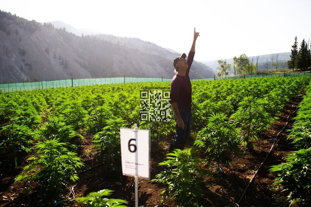 colorado-cannabis-farm.jpg