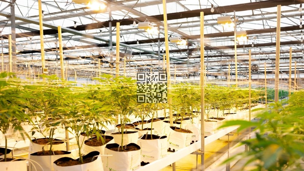 intercure-cannabis-farm.jpg