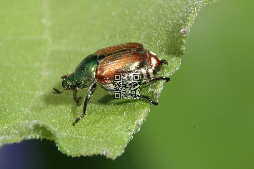 japanese-beetle.jpg