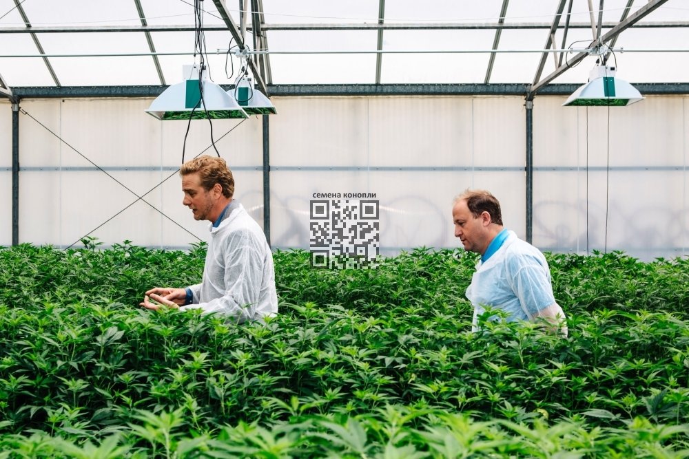jared-polis-cannabis.jpg