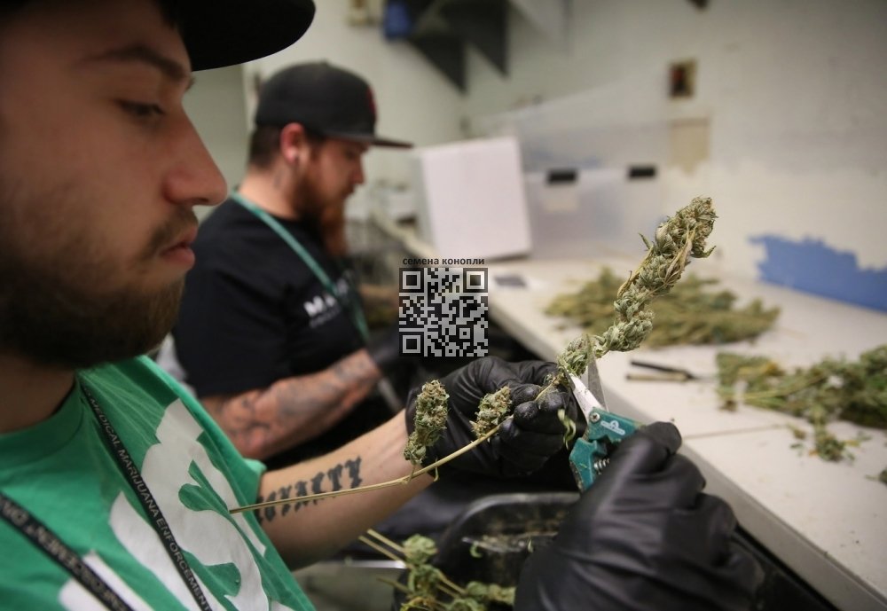 marijuana-trimmers-at-work.jpeg