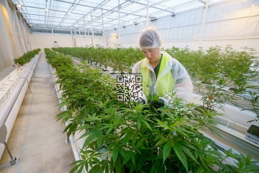 medical-cannabis-grow.jpg