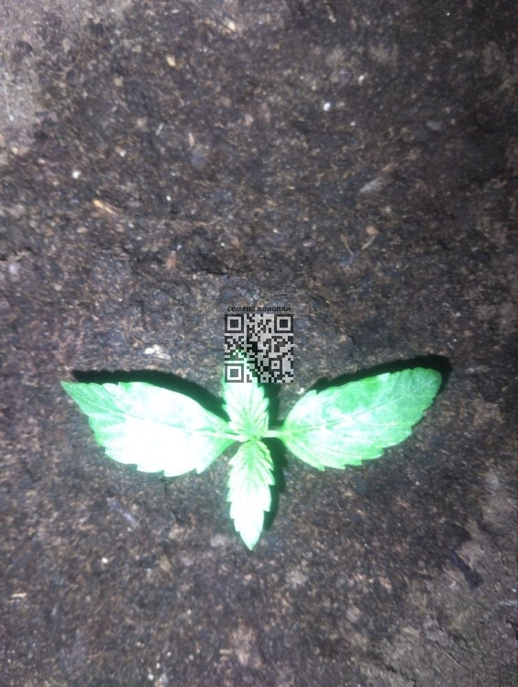 msg2013908035-101660.thumb.jpg.5610ef1160bc445291a9e78b3e65ce40.jpg