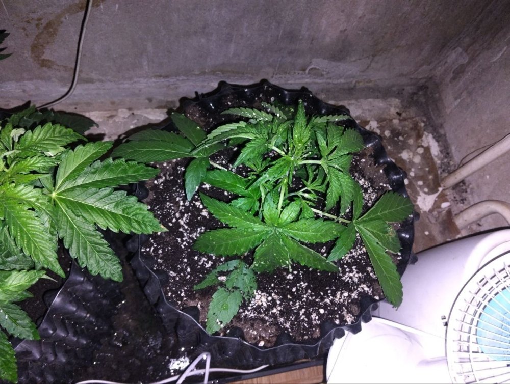 msg2013908035-104163.thumb.jpg.0a84c033d56567c0ef2ceadfaad07abf.jpg