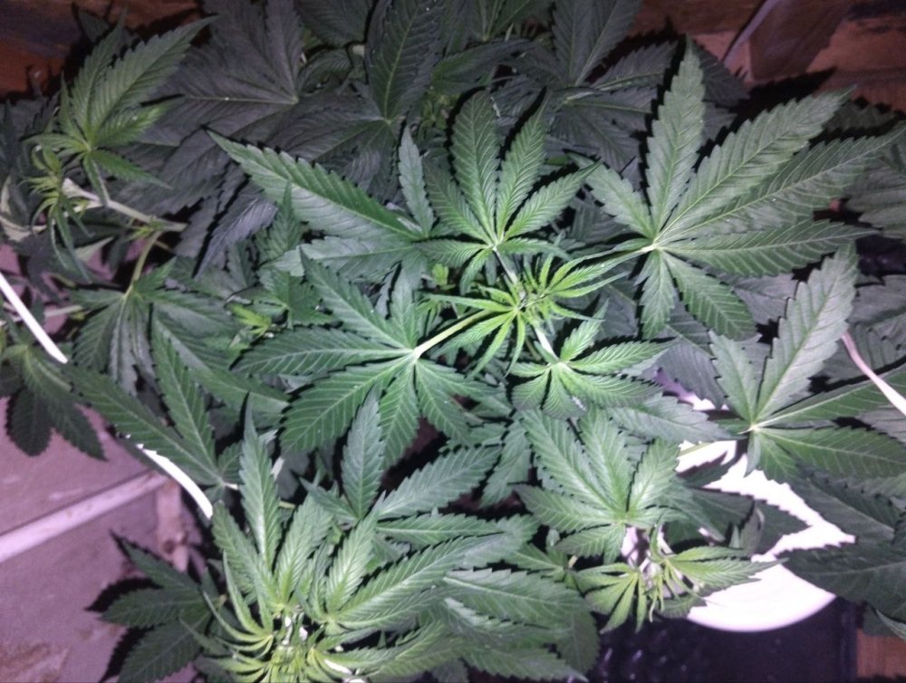 msg2013908035-108015.thumb.jpg.59a5f8c243194d3e8b85c326022cb8e3.jpg