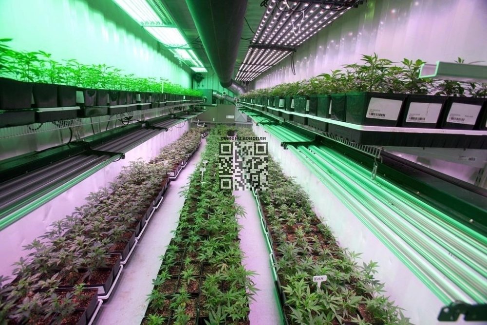 organigram-holdings-cannabis-farm.jpg