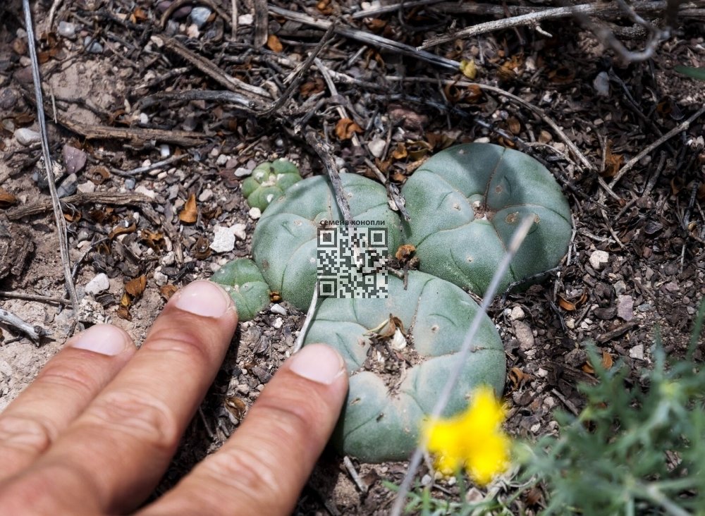 peyote-cacti.jpg