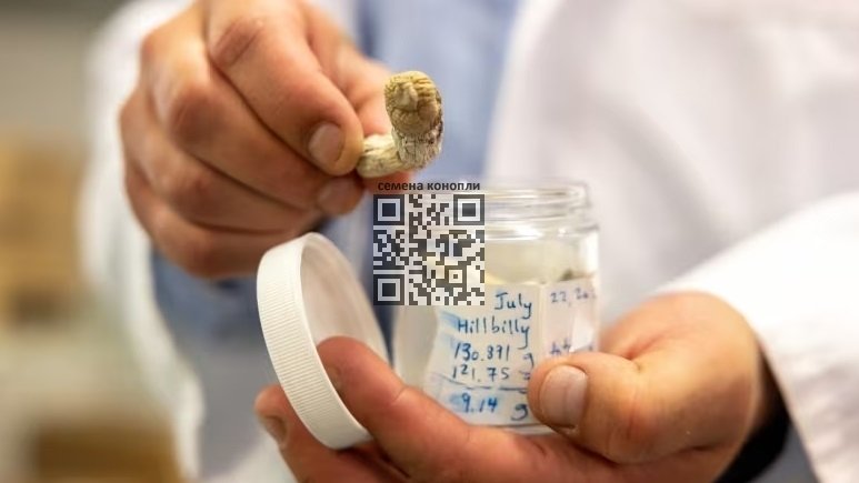 psilocybin-mushrooms-doctor.jpg