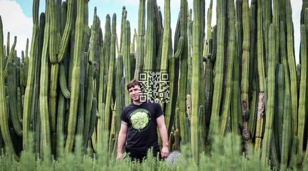 san-pedro-cacti.jpg