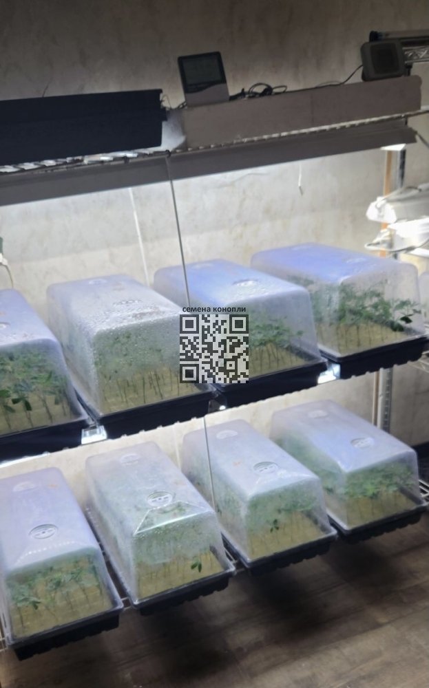 seedlings-grow-in-church.jpg