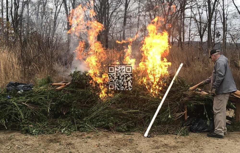 seized-cannabis-burning.jpg