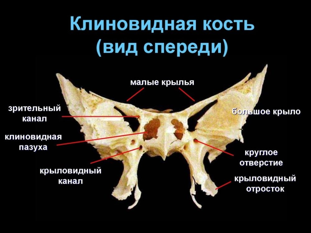 slide-14.thumb.jpg.7e0e44f196ecca25652a575e74f24831.jpg