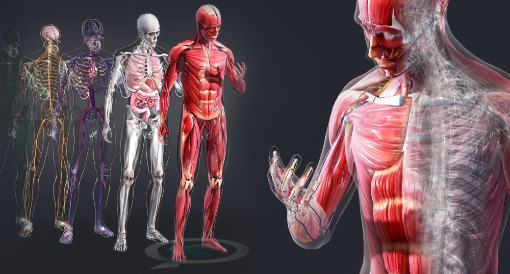 Sistemas-del-Cuerpo-Humano.thumb.jpg.21bf21f8d3e9600e0e61a9b7248a93bd.jpg