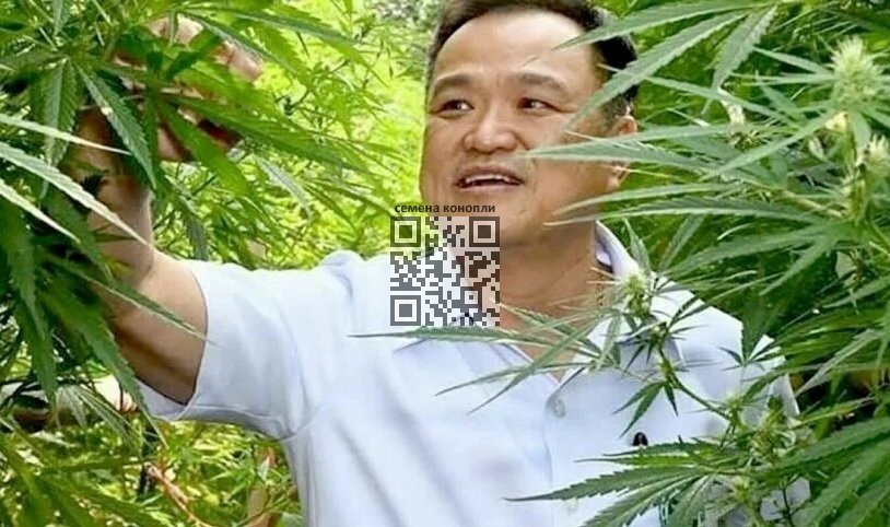 anutin-charnvirakul-cannabis.jpg
