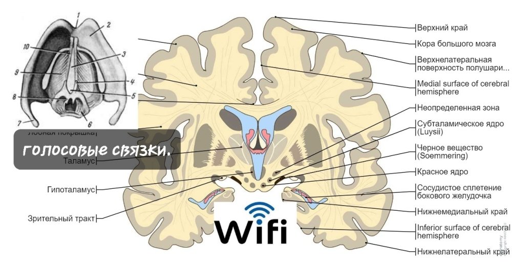 brain-illu-coronal.thumb.jpg.de4bf180916912f3c070be5ba3ab3a71.jpg