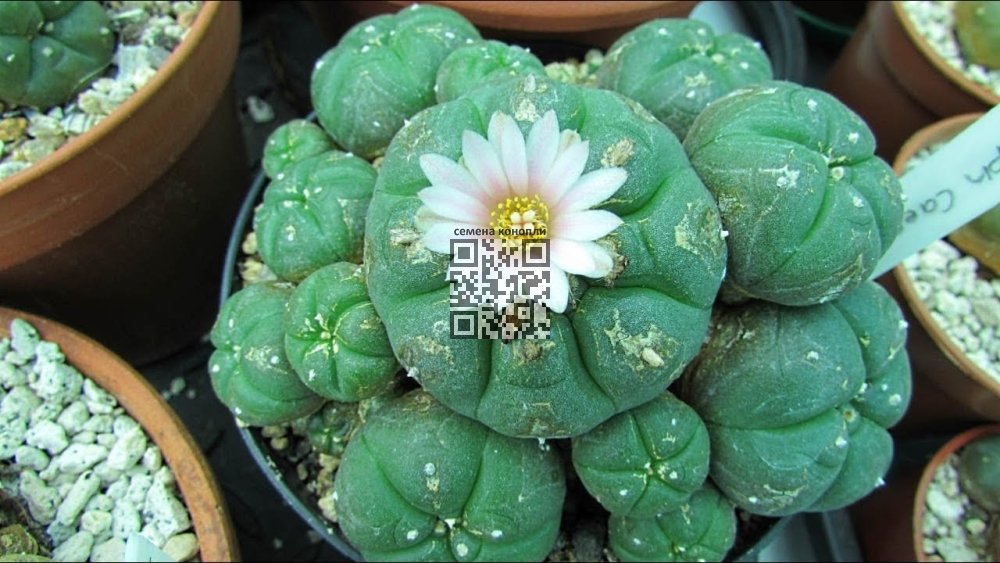cacti-peyote.jpg