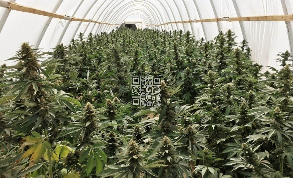 california-illicit-cannabis-farm.jpg
