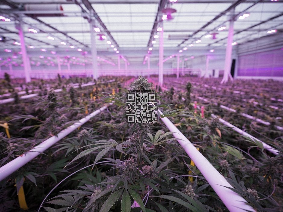 canada-cannabis-farm.jpg