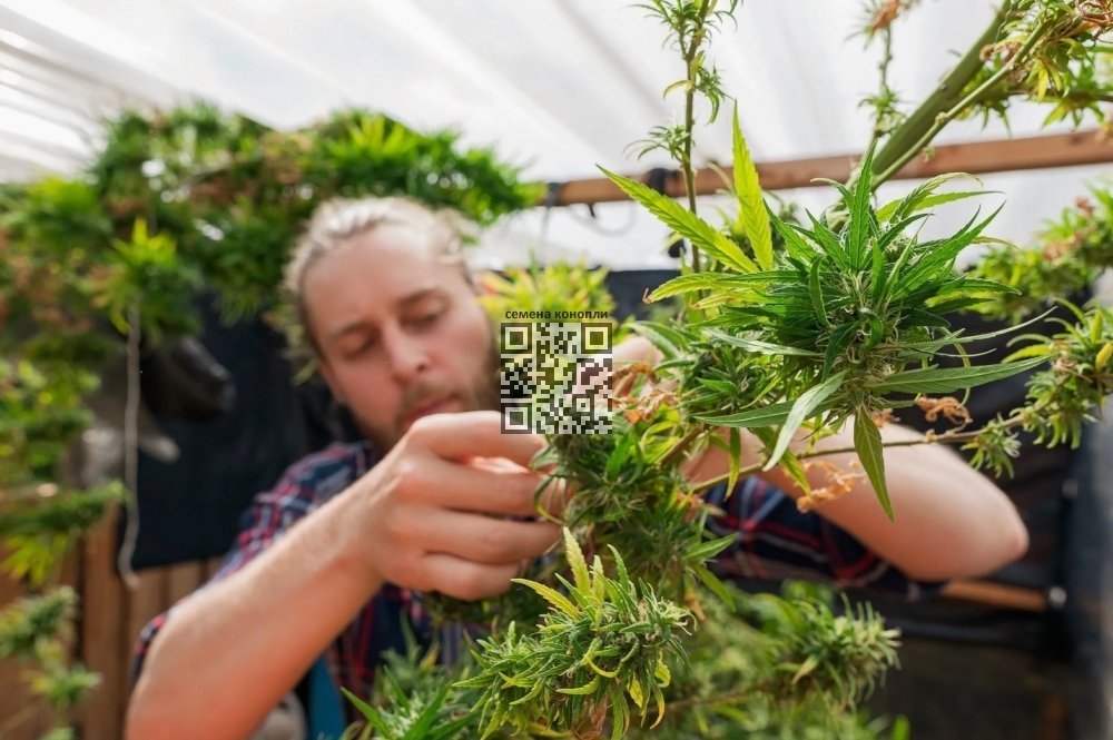 cannabis-grow-home.jpg