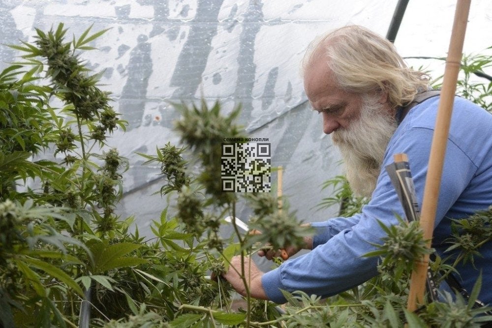 cannabis-grow-home.jpg