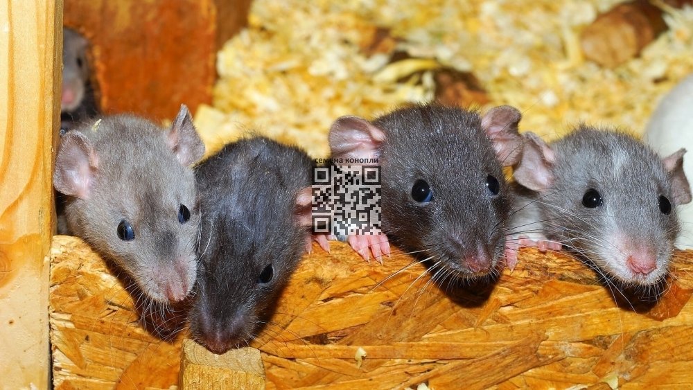 cannabis-rats.jpg