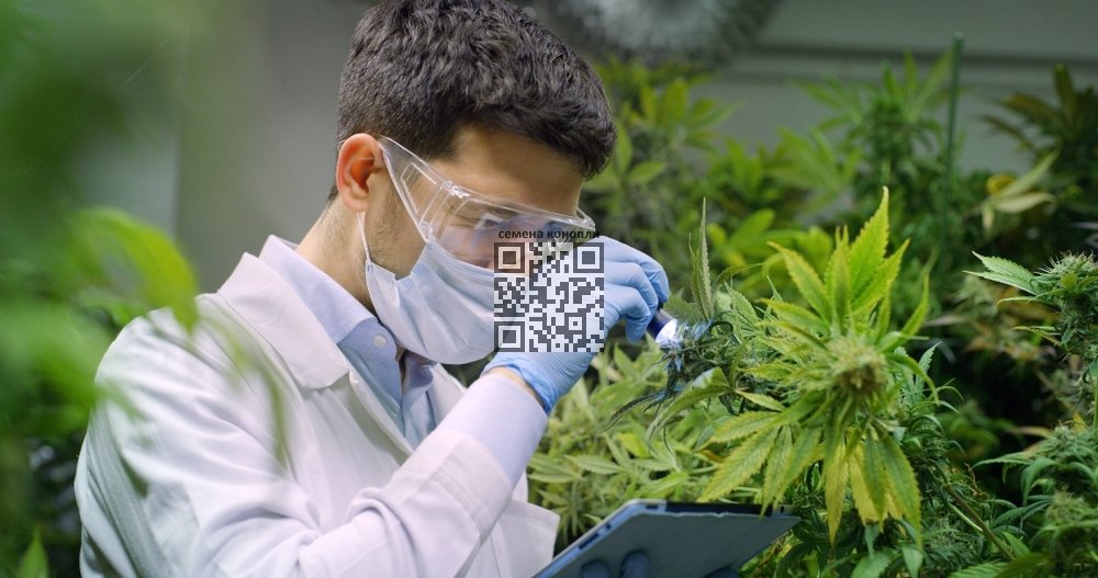 cannabis-research.jpg
