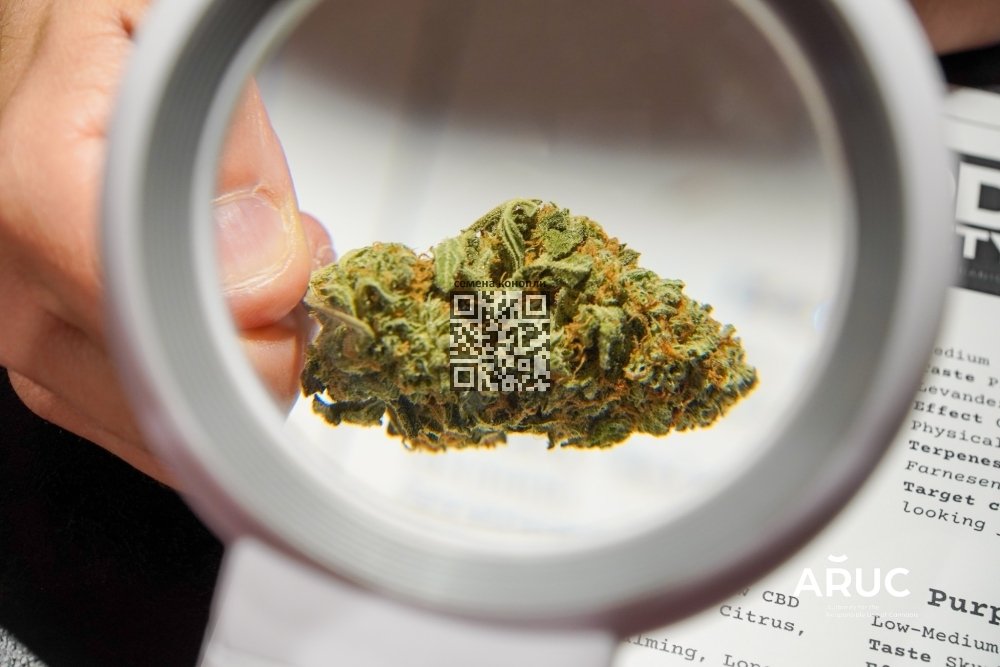kdd-society-marijuana.jpg