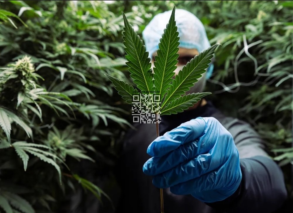 medical-cannabis-grow.jpg