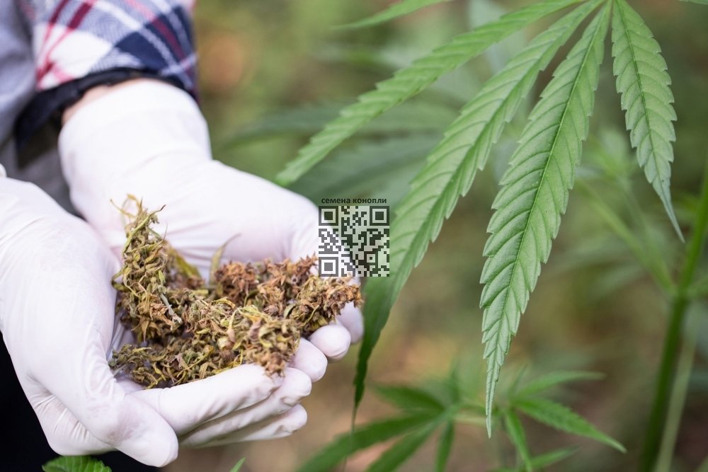medical-cannabis.jpg