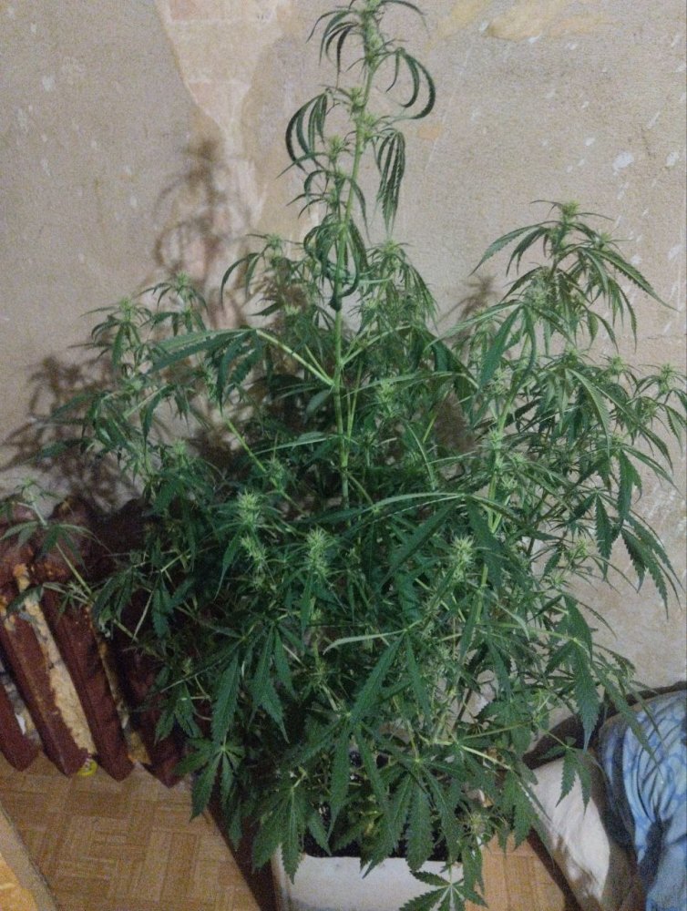 msg6903412120-115526.thumb.jpg.d0aa76e38ed925456e32c35e91f396bd.jpg